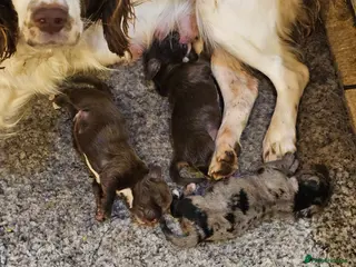 Mixed Breed dogs Springer spaniel x miniature dachshund - Advert 15