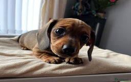 Miniature Dachshund dogs for sale: Shaded red kc reg Miniature dachshund   - Image 2
