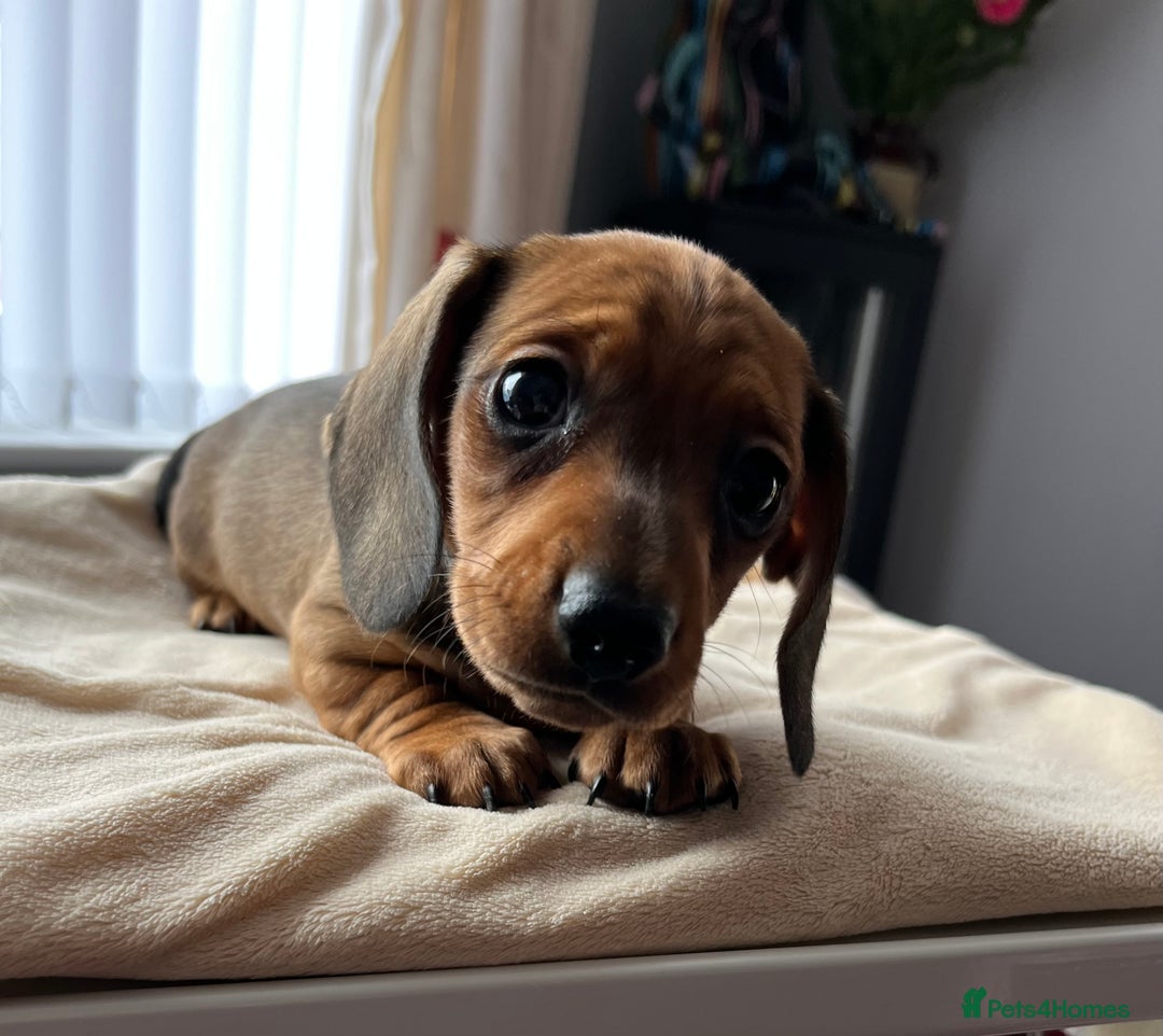Miniature Dachshund dogs for sale: Shaded red kc reg Miniature dachshund   - Image 2