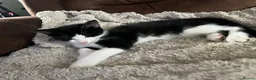 Mixed Breed cats for sale: Beautiful kittens for sale  - Advert 5