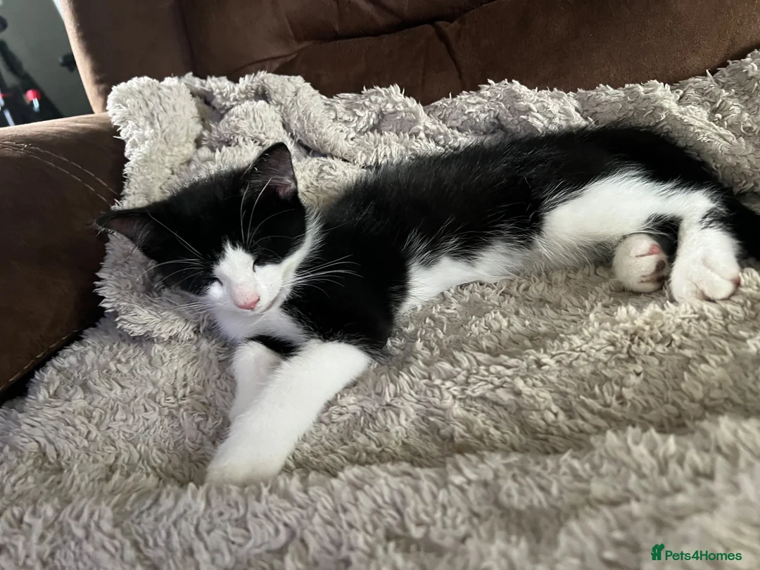 Mixed Breed cats for sale: Beautiful kittens for sale  - Advert 5