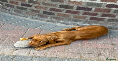 Cocker Spaniel dogs - Advert 10