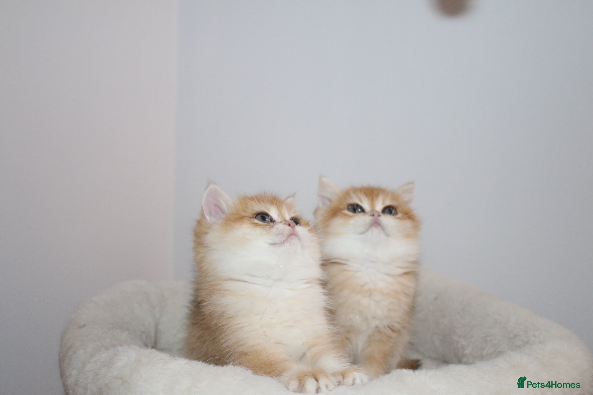 British Shorthair cats Very rare colours Golden British Shorthairs - Advert 9