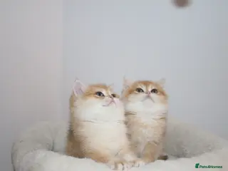 British Shorthair cats Very rare colours Golden British Shorthairs - Advert 9