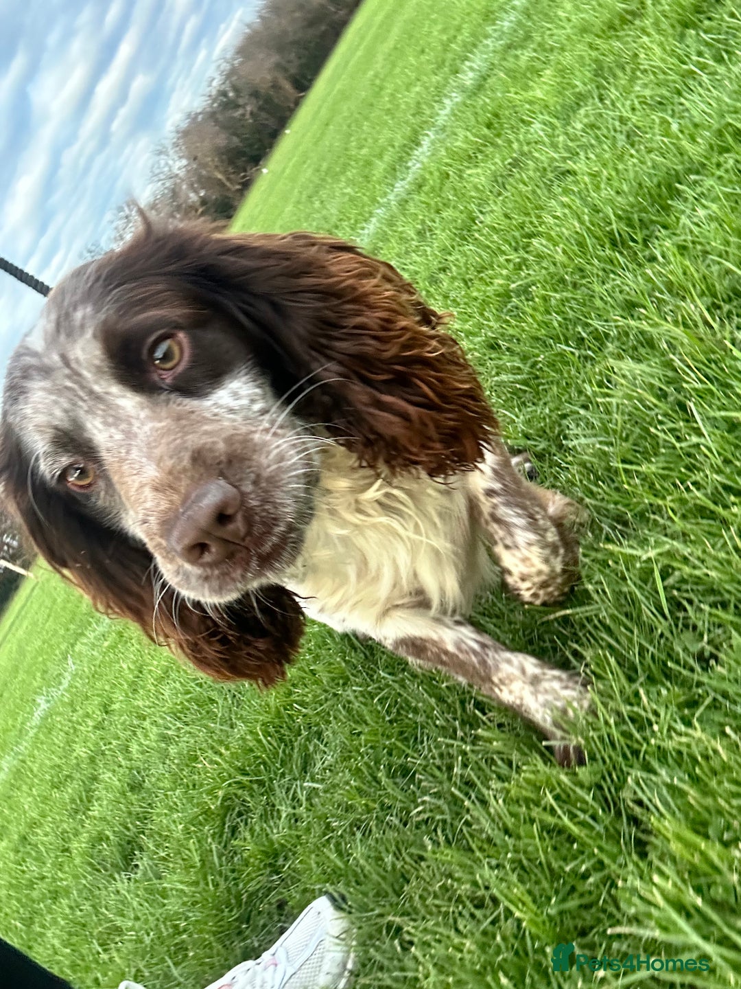 Cocker Spaniel dogs for sale: 1 kc cocker spaniel Bracken available  - Advert 4