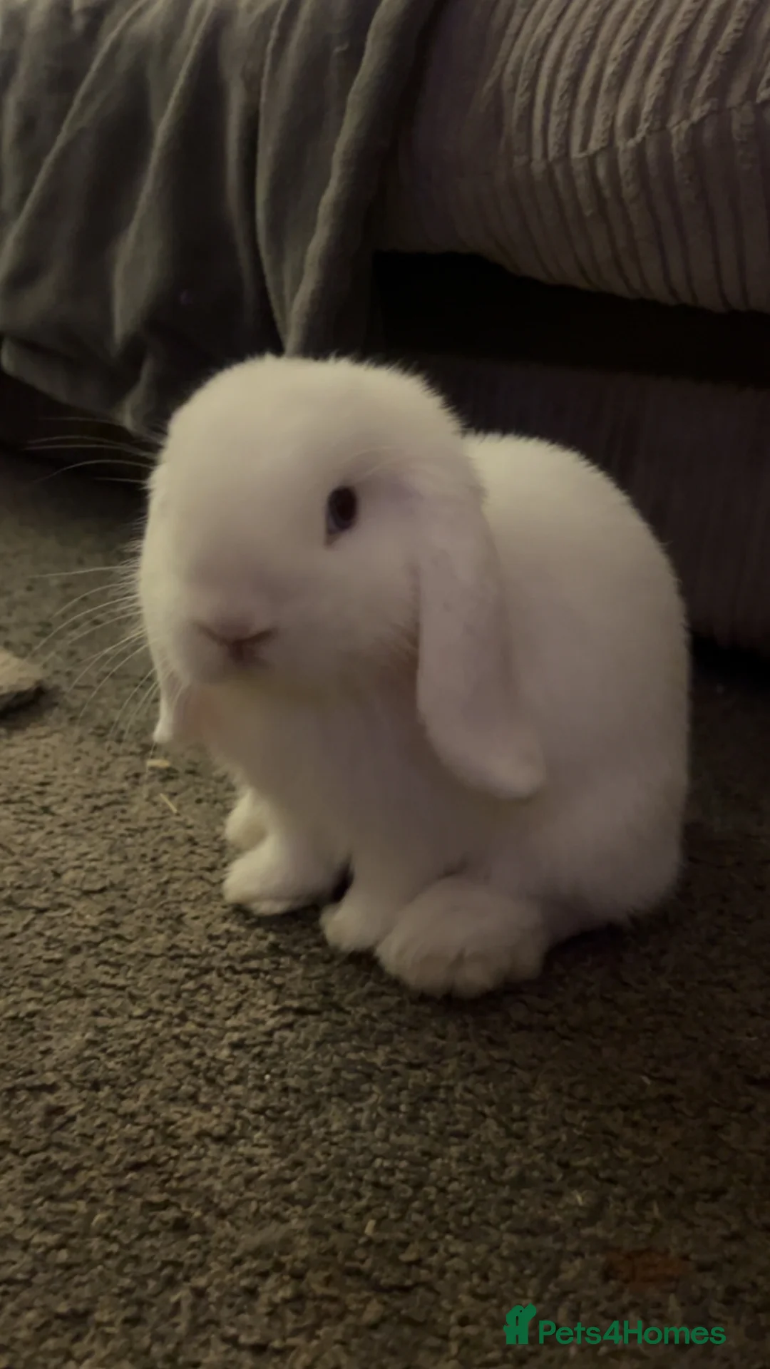 Mini Lop rabbits for sale: beautiful mini lop in Plymouth - Advert 2