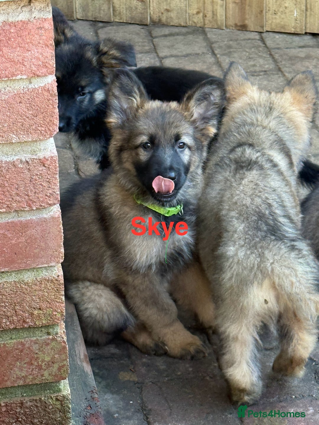 German Shepherd dogs for sale: German shepherd pups - Advert 10