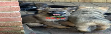 German Shepherd Puppy 4