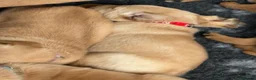 Labrador Retriever dogs for sale: Beautiful Labrador retriever puppies for sale - Advert 5