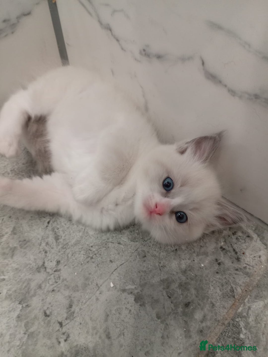 Ragdoll cats for sale: 6 ragdoll kittens  - Image 16