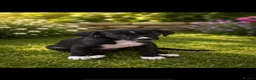 Mixed Breed dogs for sale: The most beautiful Merle Bedlington x whippets   - Advert 6