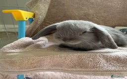 Mini Lop rabbits for sale: Friendly mini lop babies ready 14 August - Image 4