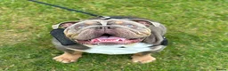 English Bulldog dogs for sale: Zeus English Bulldog - Advert 3