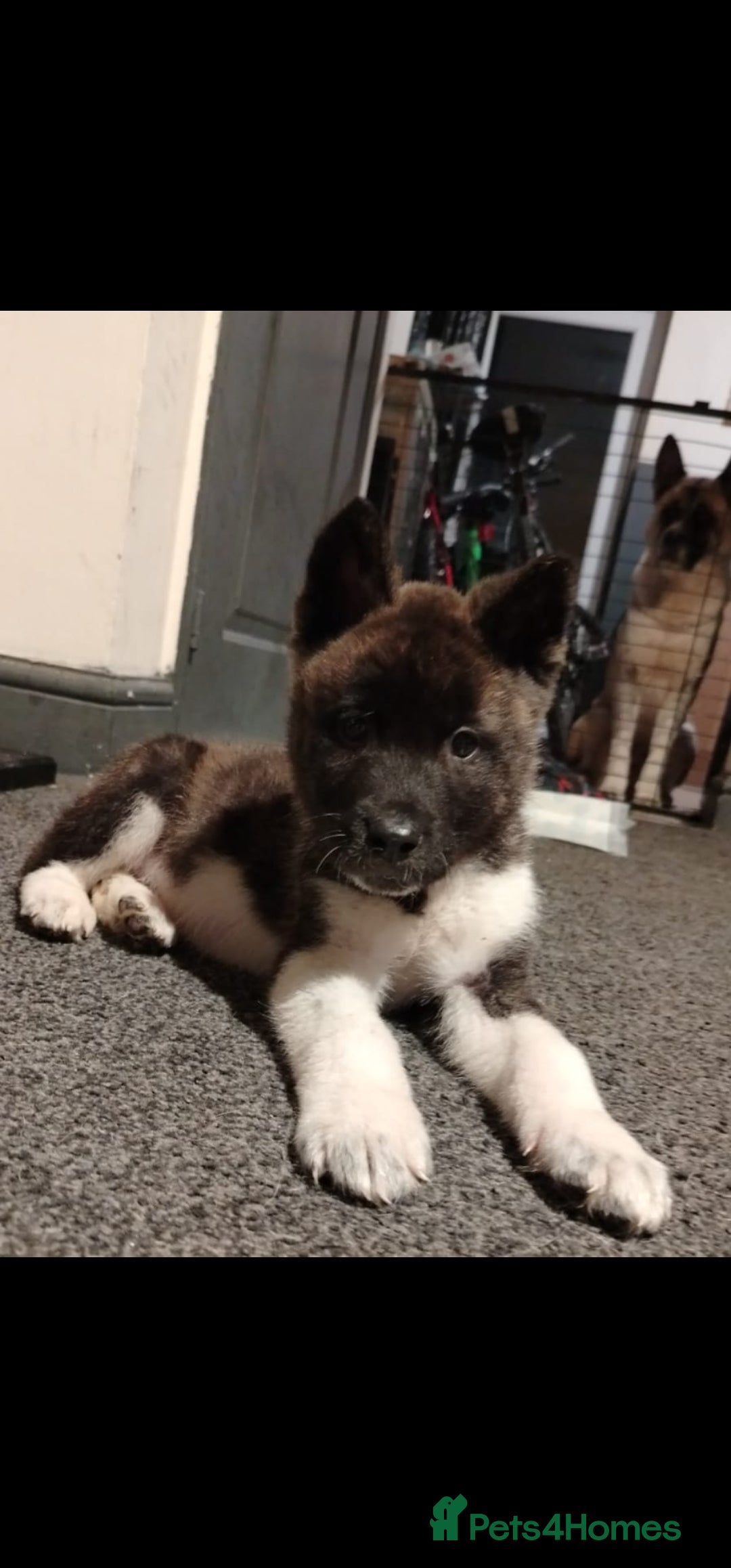 Akita dogs for sale: Akita Puppy - Advert 1