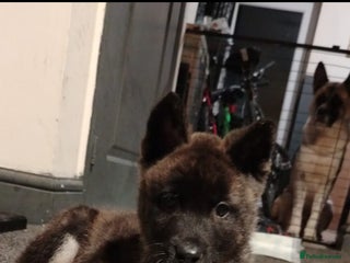 Akita dogs Akita Puppy - Advert 9