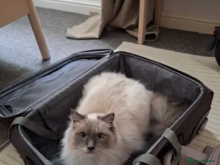 Ragdoll cats Male ragdoll cat - Advert 1