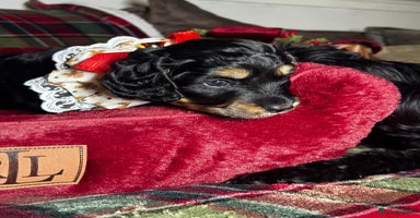 Cockapoo dogs CHAMPION COCKAPOO - Advert 16