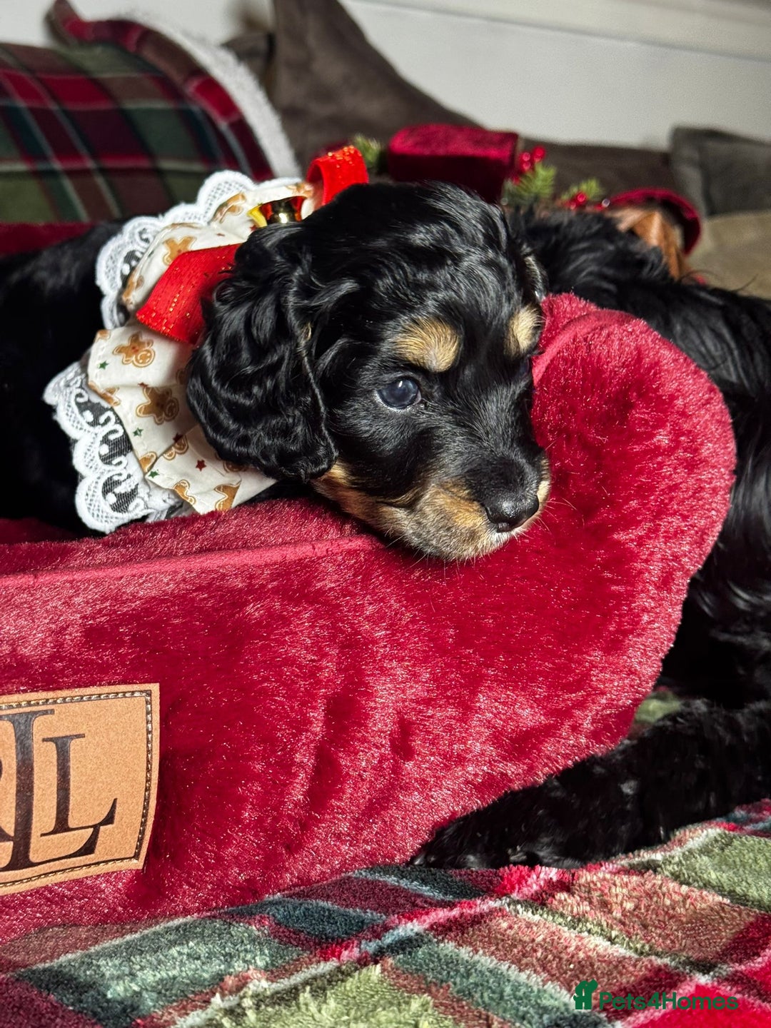 Cockapoo dogs for sale: CHAMPION COCKAPOO - Advert 2