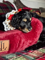 Cockapoo dogs CHAMPION COCKAPOO - Advert 16