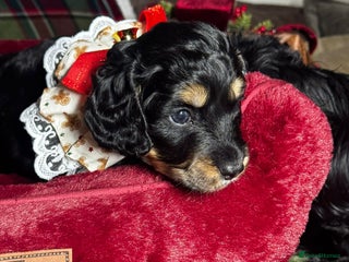 Cockapoo dogs CHAMPION COCKAPOO - Advert 10