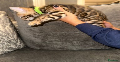 Bengal cats - Advert 3