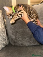 Bengal cats - Advert 3