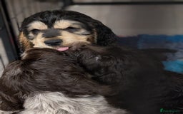 Cocker Spaniel dogs for sale: Show type cocker spaniel  - Image 1