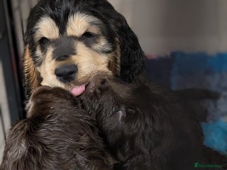 Cocker Spaniel dogs for sale - Advert 1