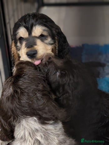 Cocker Spaniel dogs - Advert 5