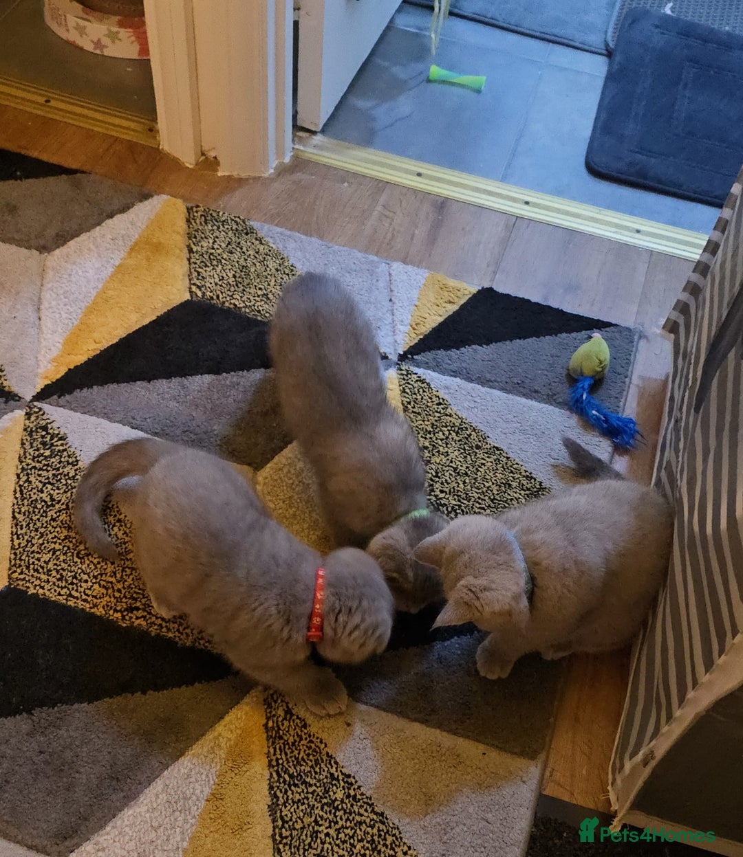 Scottish Fold cats for sale: Scottish Fold&British Shorthair.Vaccinated&Ready - Advert 4