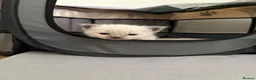 Ragdoll cats for sale: Bluepoint ragdolls for sale  in Liverpool - Advert 26