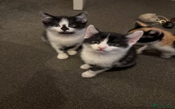 Mixed Breed cats for sale: 5 Male Kittens looking for their forever homes - Image 7