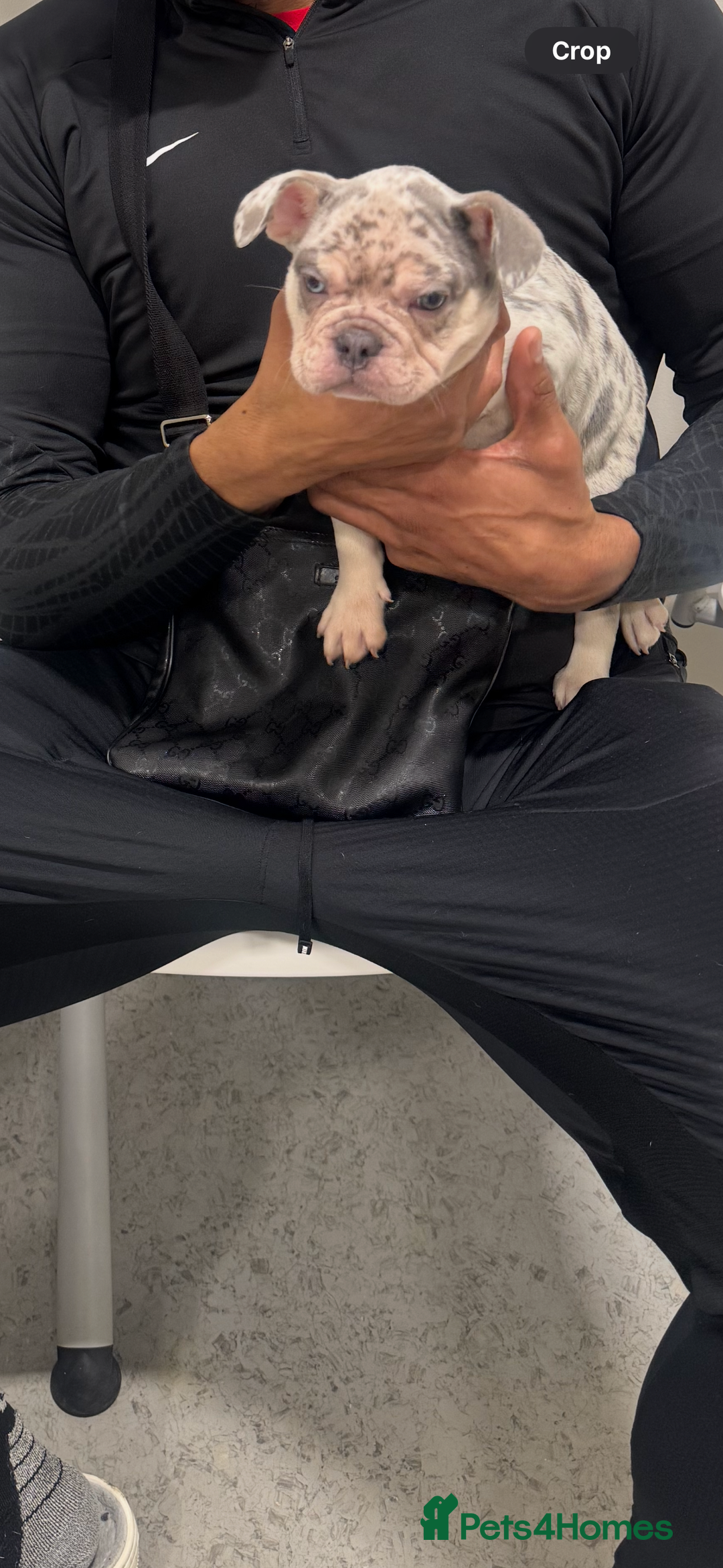 French Bulldog dogs for sale: 🐶 Stunning Merle Lilac Fawn French Bulldogs - Advert 3