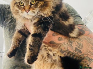 Maine Coon cats in Bristol - Advert 2
