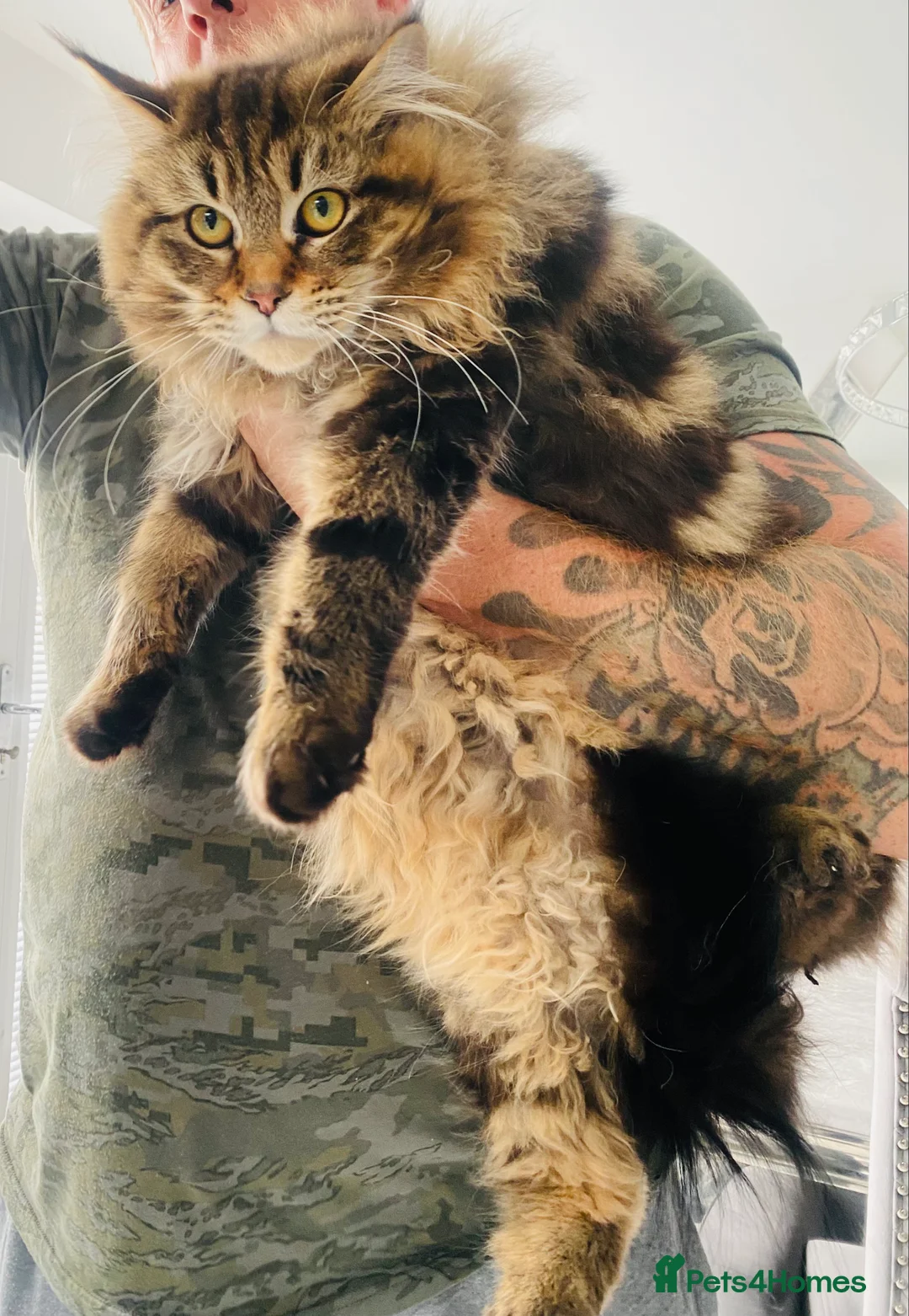Maine Coon cats for stud: Stunning Maine Coon stud boy  in Bristol - Advert 1
