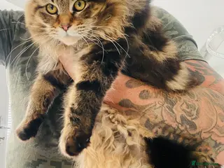 Maine Coon cats Stunning Maine Coon stud boy in Bristol - Advert 5