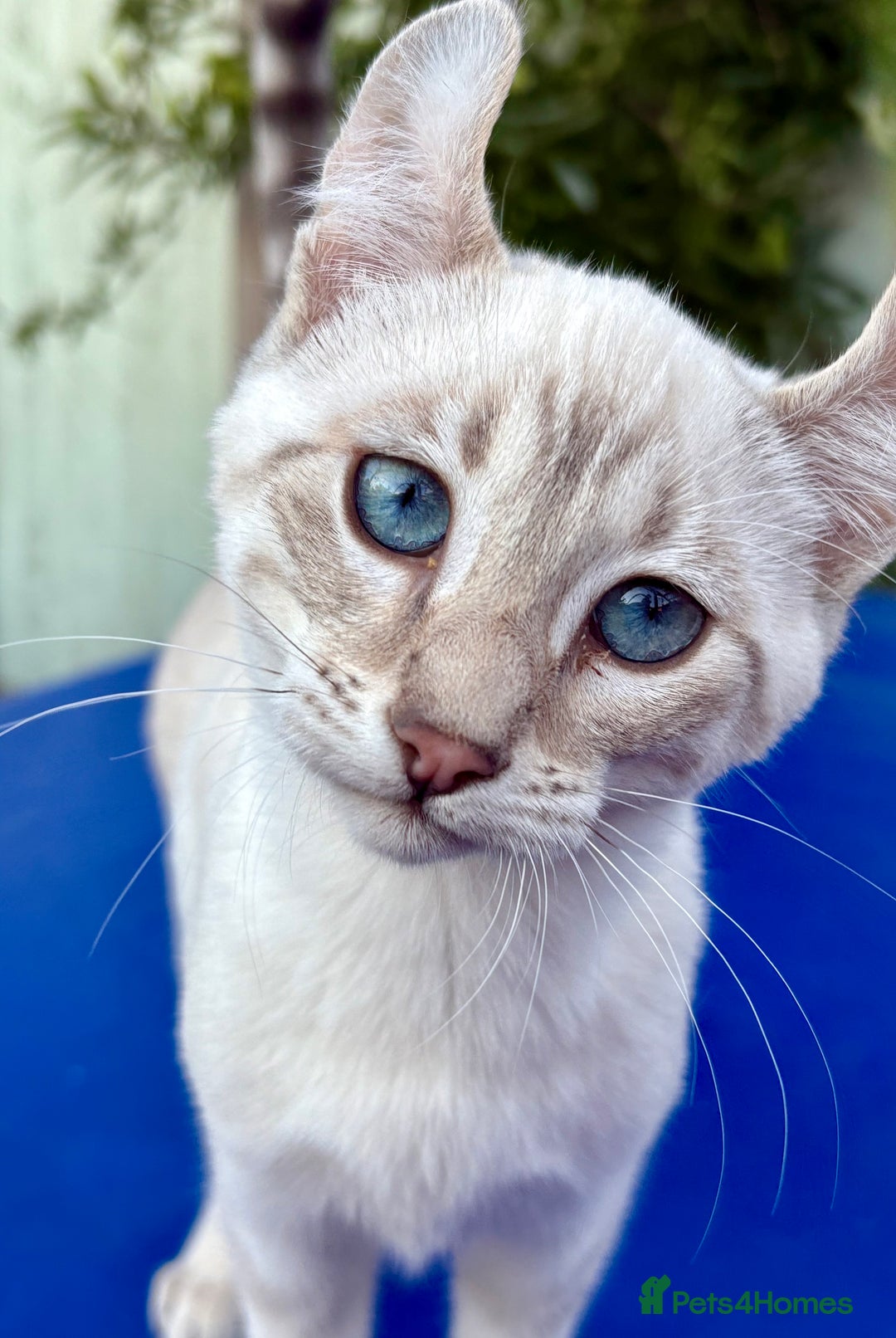 Savannah cats for sale: Superb polydactyl curled eared snow leopard  - Image 14