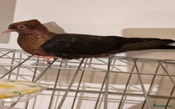 Pigeons birds for sale: Baby Archangel Pigeon - Advert 2