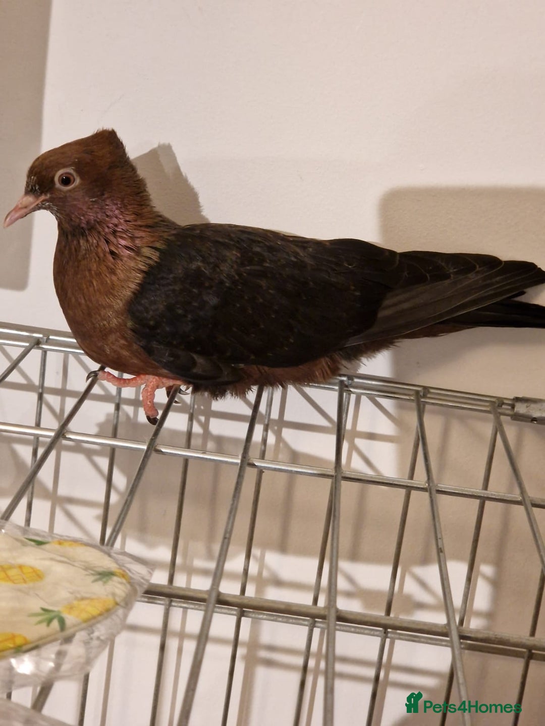 Pigeons birds for sale: Baby Archangel Pigeon - Advert 2