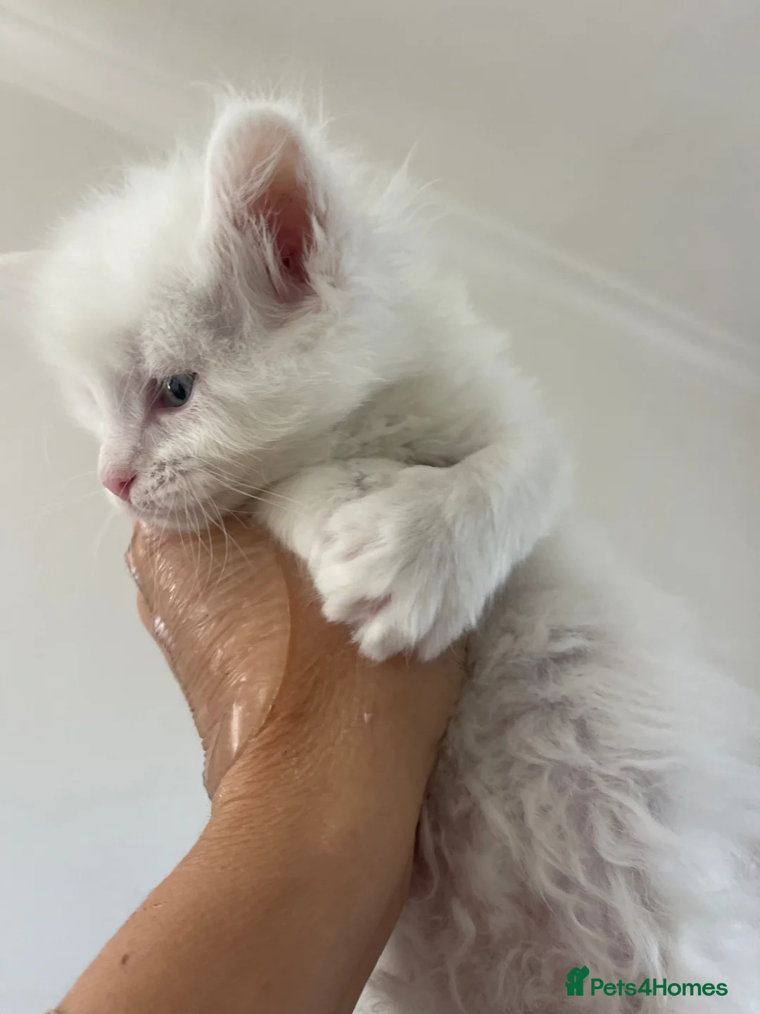 Maine Coon cats for sale: Maine Coon girl - Advert 2