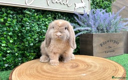 Mini Lop rabbits for sale: 🌟PURE BRED PEDIGREE MINI LOPS🌟 - Image 23