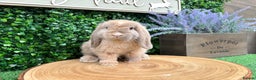 Mini Lop rabbits for sale: 🧡VACCINATED PEDIGREE MINILOPS🧡 - Advert 23