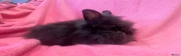 Lionhead rabbits for sale: Mini double maned lionheads  - Advert 10
