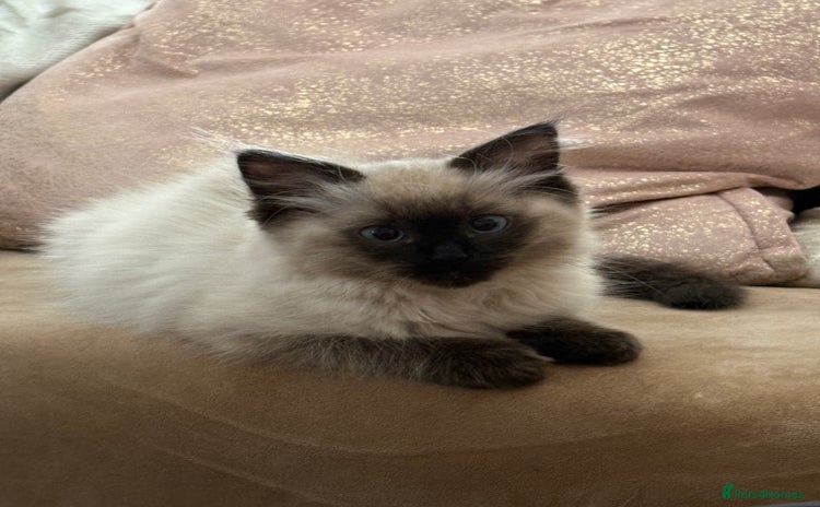 Ragdoll cats - Advert 2