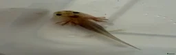 Axolotl reptiles for sale: Axolotl - Advert 8