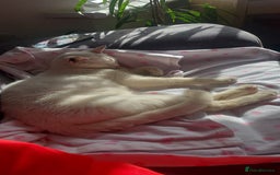 Mixed Breed cats for sale: Male and female cat - Image 2