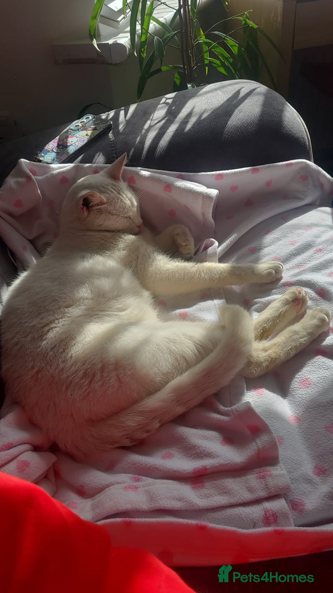 Mixed Breed cats for sale: Male and female cat - Image 2