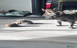 Mixed Breed cats for sale: 3 beautiful baby’s looking for their loving home  - Image 10