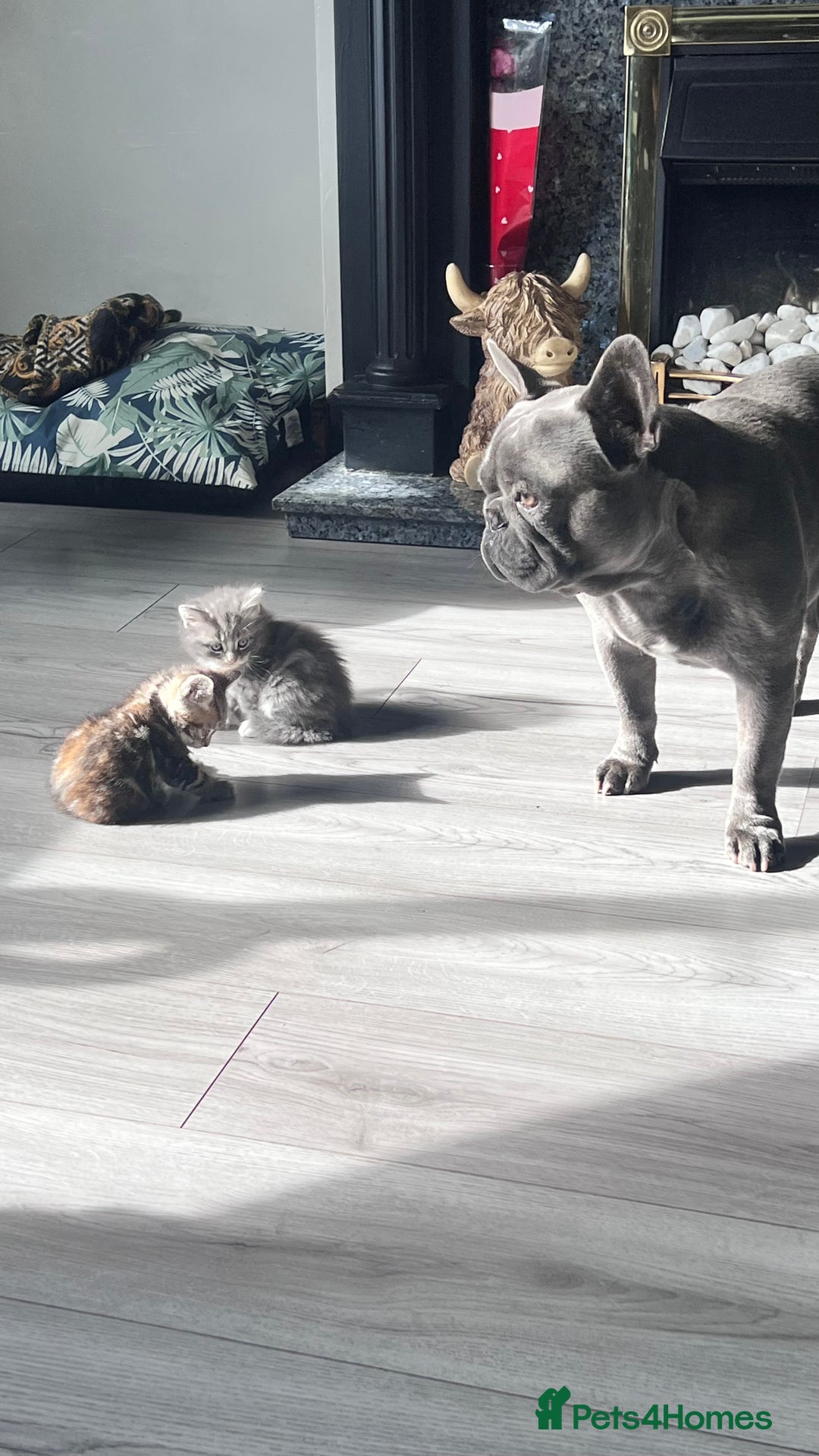 Mixed Breed cats for sale: 3 beautiful baby’s looking for their loving home  - Image 10