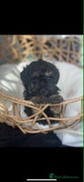 Toy Poodle dogs Kc registered toy poodles - Advert 10